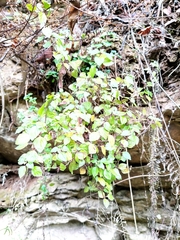 Plectranthus verticillatus