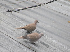 Streptopelia decaocto