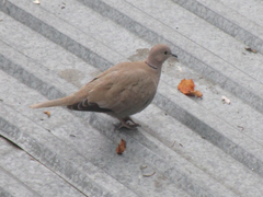 Streptopelia decaocto