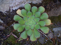Aeonium ciliatum image