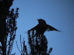 Regulus regulus teneriffae