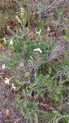 Agathosma foetidissima