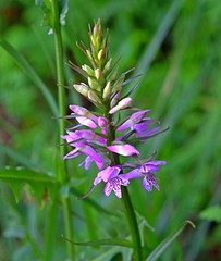 Dactylorhiza saccifera