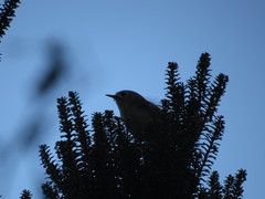 Regulus regulus teneriffae