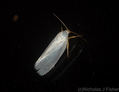 Xyloryctinae
