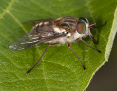 Scaptia jacksonii