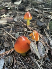 Hygrocybe