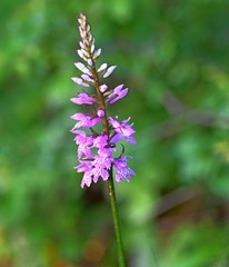 Dactylorhiza saccifera