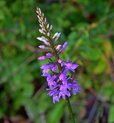 Dactylorhiza saccifera