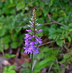 Dactylorhiza saccifera