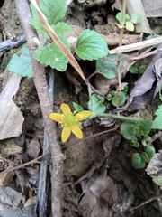 Ranunculus cantoniensis