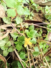 Ranunculus cantoniensis