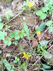 Ranunculus cantoniensis