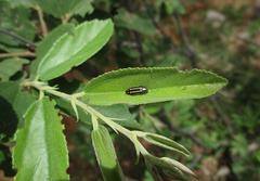 Acmaeodera grata