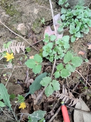 Ranunculus cantoniensis