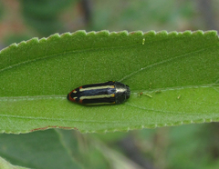 Acmaeodera grata