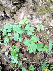 Ranunculus cantoniensis