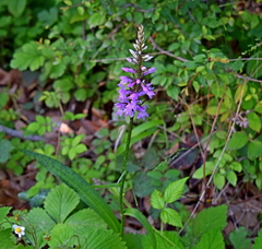 Dactylorhiza saccifera