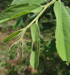 Acmaeodera grata