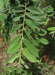 Acmaeodera grata
