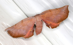 Parepisparis multicolora