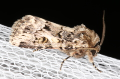 Spodoptera umbraculata