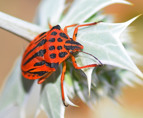 Semipunctated Shield Bug
