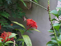 Papilio demoleus malayanus