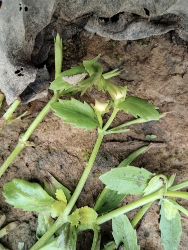 Lindernia antipoda iNat (2)