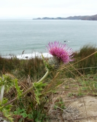 Cirsium andrewsii