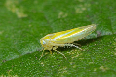 Alebra coryli