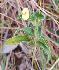 Commelina africana