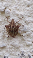 Ancyrosoma leucogrammes