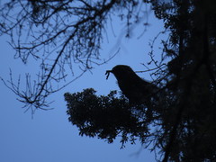 Regulus regulus teneriffae