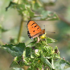 Acraea terpsicore