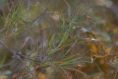 Dracophyllum subulatum