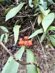 Gynochthodes umbellata