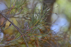 Dracophyllum subulatum