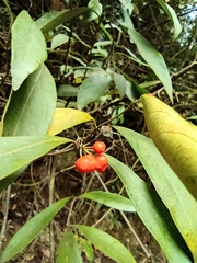 Gynochthodes umbellata