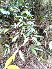 Gynochthodes umbellata