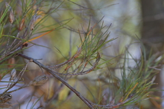 Dracophyllum subulatum
