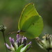 Canary Brimstone - Photo (c) Yves Bas, some rights reserved (CC BY), uploaded by Yves Bas