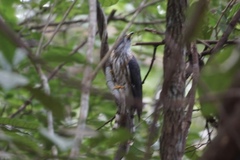 Hierococcyx nisicolor