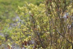 Dracophyllum subulatum