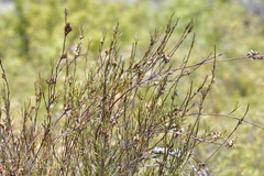 Dracophyllum subulatum
