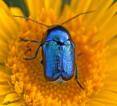 Cryptocephalus sericeus