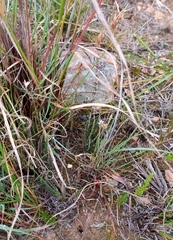 Wahlenbergia cinerea