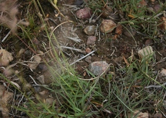 Urochloa serrata