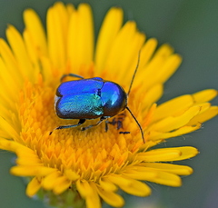 Cryptocephalus sericeus