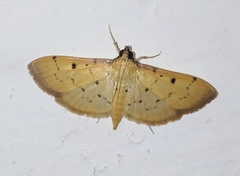 Herpetogramma basalis
